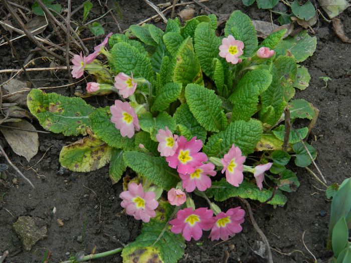 DSCN2471 - FEBRUARIE 2014