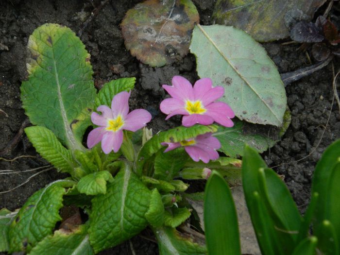 DSCN2472 - FEBRUARIE 2014