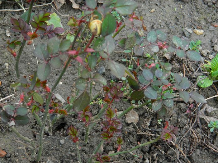 DSCN2474 - FEBRUARIE 2014