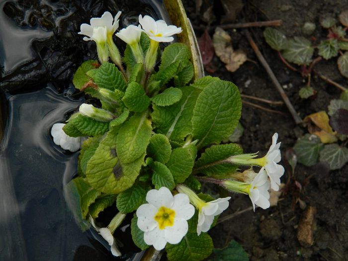 DSCN2479 - FEBRUARIE 2014