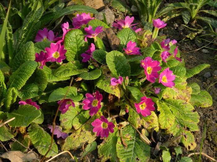 DSCN2485 - FEBRUARIE 2014