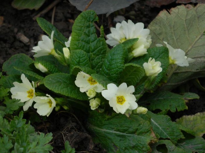 DSCN2491 - FEBRUARIE 2014