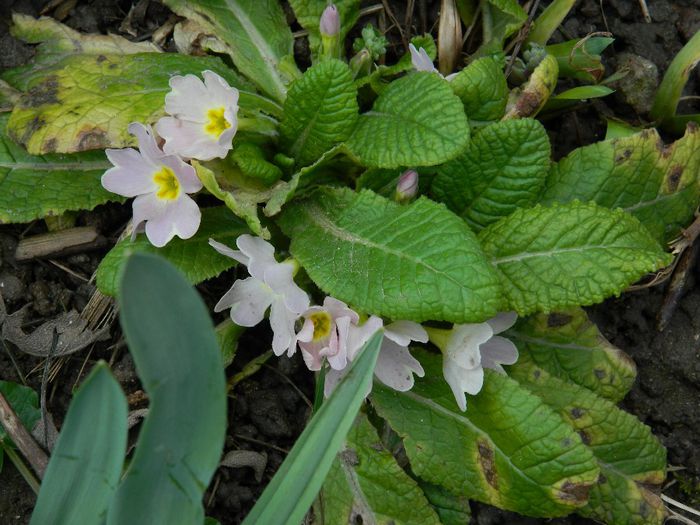 DSCN2492 - FEBRUARIE 2014