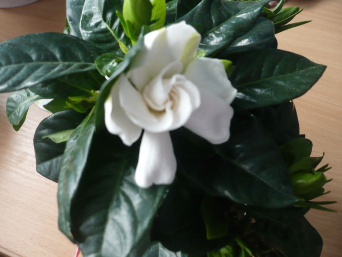 si a inflorit :) - gardenia