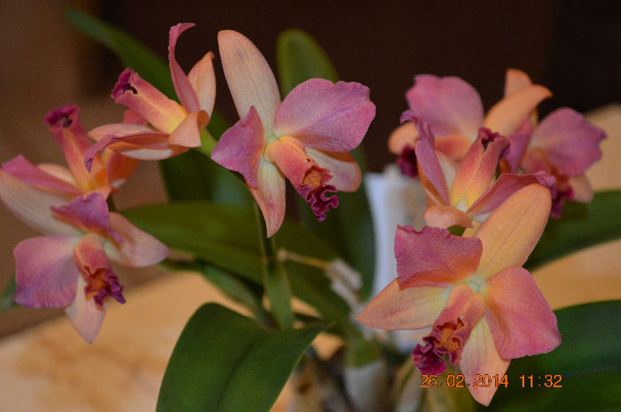 Catt. unifoliata frez-8 - Cattleya-Epicattleya-Laelia