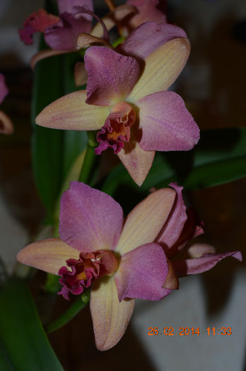 Catt. unifoliata frez-8 - Cattleya-Epicattleya-Laelia