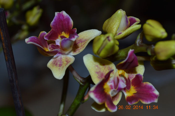 DSC_0022 (3) - Phalaenopsis1