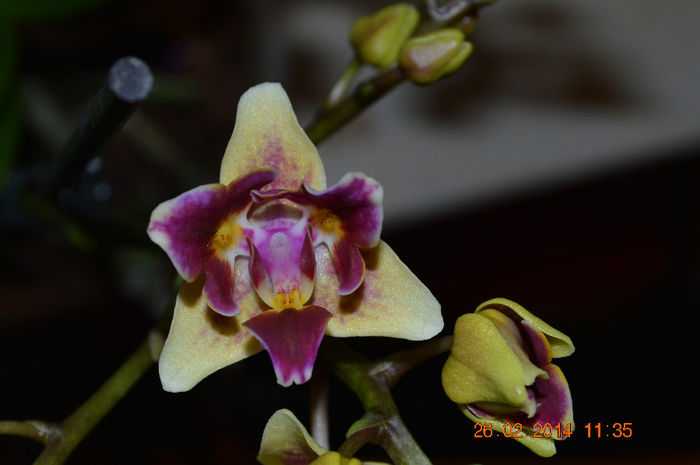 DSC_0023 (3) - Phalaenopsis1