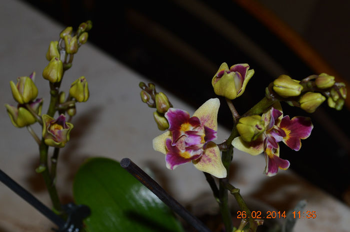 DSC_0024 (3) - Phalaenopsis1