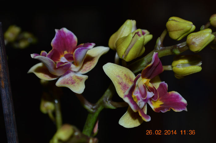 DSC_0025 - Phalaenopsis1