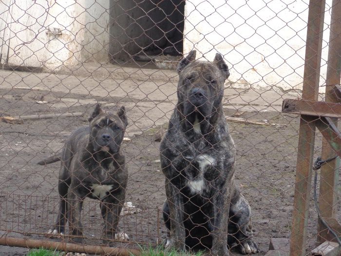 torr 5 luni - dogo canario