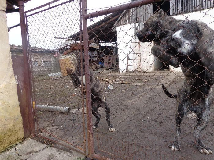 torr 5 luni - dogo canario