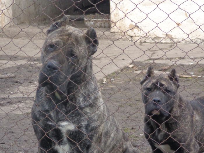 DSC00627 - dogo canario