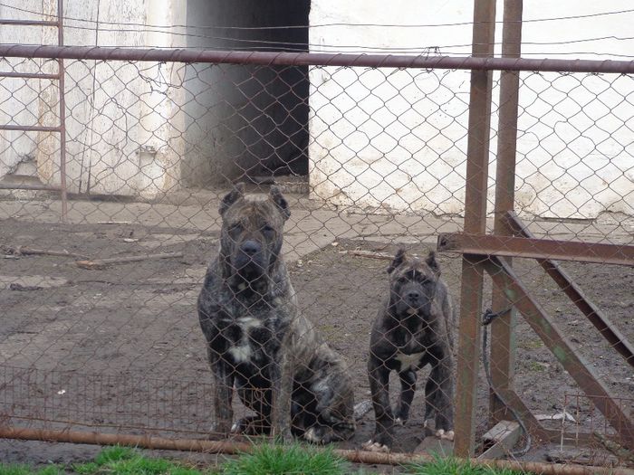 DSC00624 - dogo canario