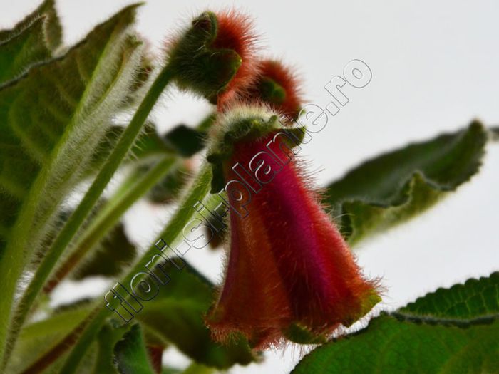 Kohleria Luci s ??? - KOHLERIA IV - Hibrizii mei - My hybrids