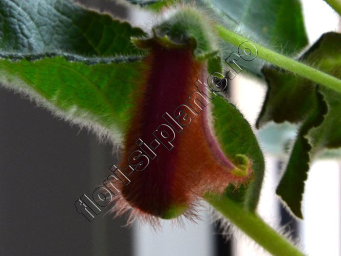 Kohleria Luci s ??? - KOHLERIA IV - Hibrizii mei - My hybrids