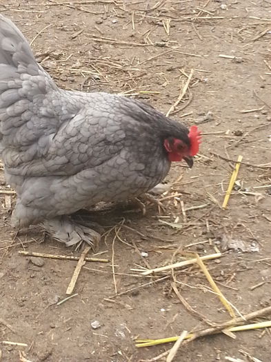 20140226_124821 - puici 2013