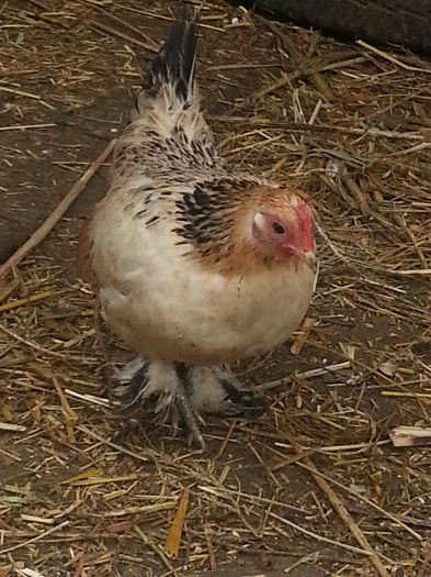 20140226_124707 - puici 2013