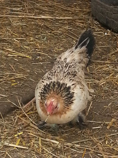 20140226_124703 - puici 2013