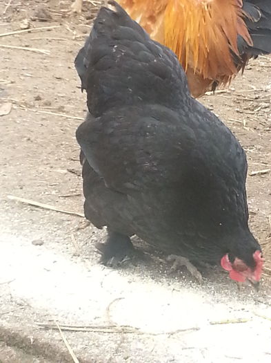 20140226_124632 - puici 2013