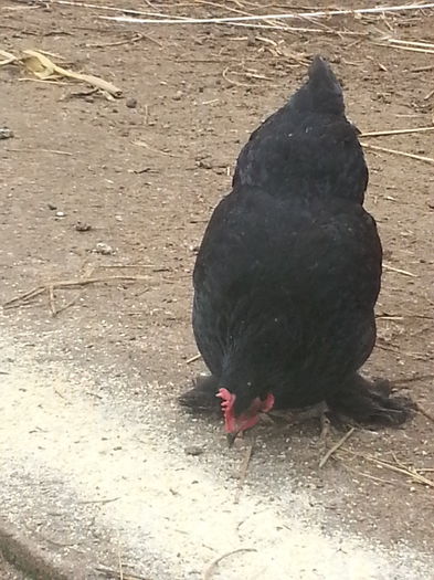 20140226_124625 - puici 2013