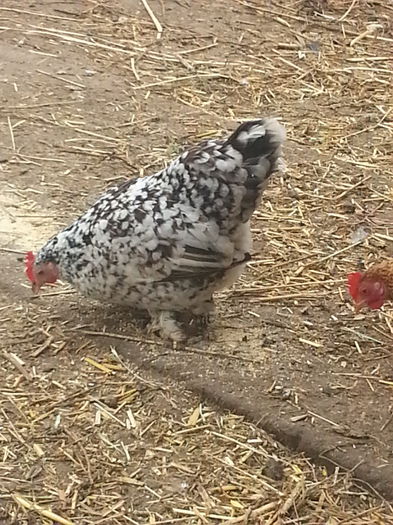 20140226_124316 - puici 2013