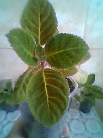 Tv Raspberry Souffle - Gloxinii noi achizitionate