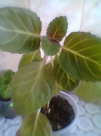 Dream in the cloude x Pretty galina - Gloxinii noi achizitionate