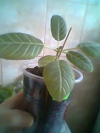 Kaleidoscope x Distant aster - Gloxinii noi achizitionate