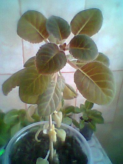 Afina - Gloxinii noi achizitionate