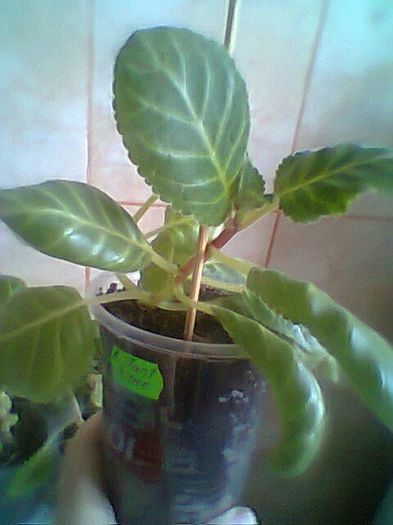 Distant aster - Gloxinii noi achizitionate