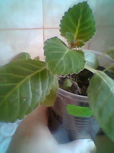 Purpurnaja Rossy x Tv koketa red - Gloxinii noi achizitionate