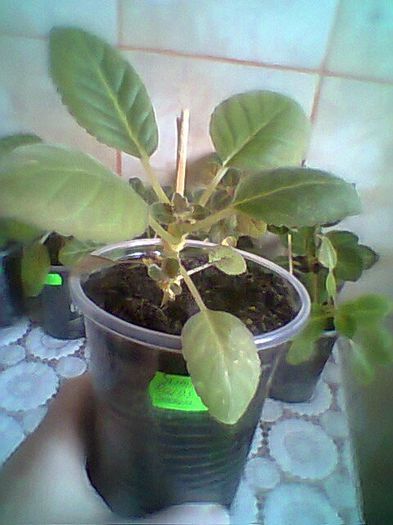 Summer Rains x Sedaja Dama - Gloxinii noi achizitionate