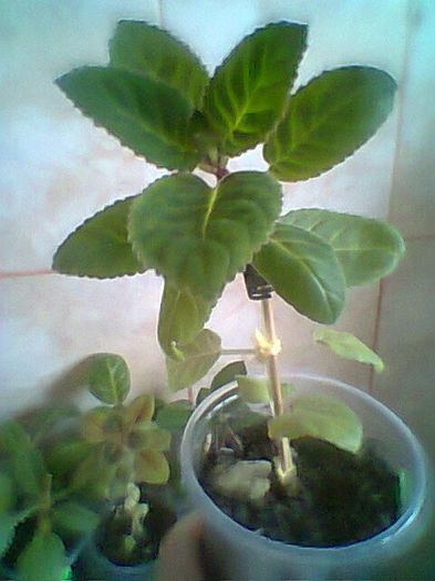 Tydeus AM - Gloxinii noi achizitionate