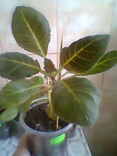 Ariadne x Afina - Gloxinii noi achizitionate