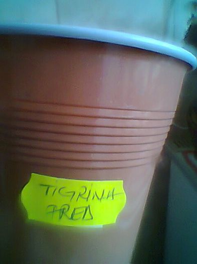 Tigrina Fred - Gloxinii noi achizitionate