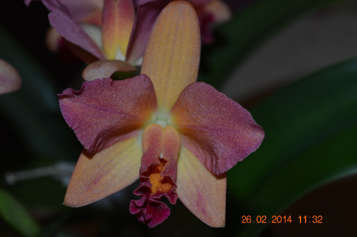 Catt. unifoliata frez-8 - Cattleya-Epicattleya-Laelia