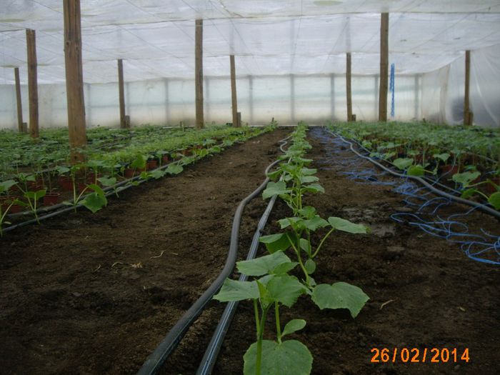 IMG_5491; castraveti plantati de 2zile cu incalzire
