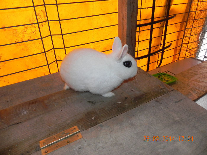 femela hotot gestanta