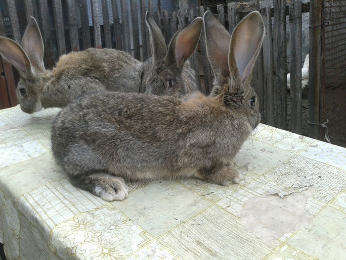 2014-02-22 11.19.23 - 10 TREI FEMELE UG-3 LUNI