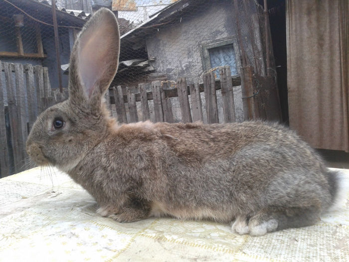 2014-02-22 11.21.01 - 10 TREI FEMELE UG-3 LUNI