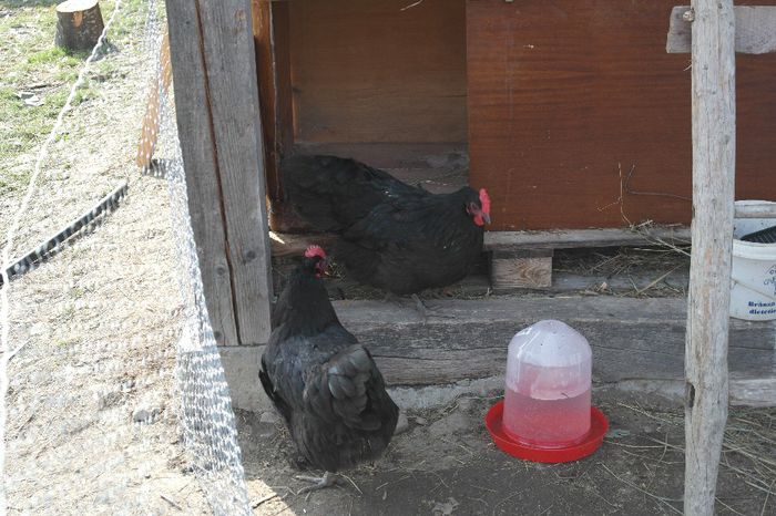 SAM_1259 - Australorp