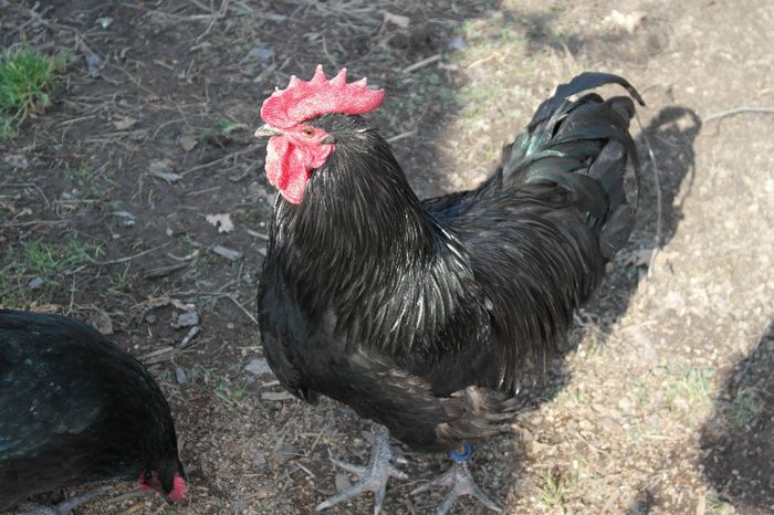 SAM_1264 - Australorp