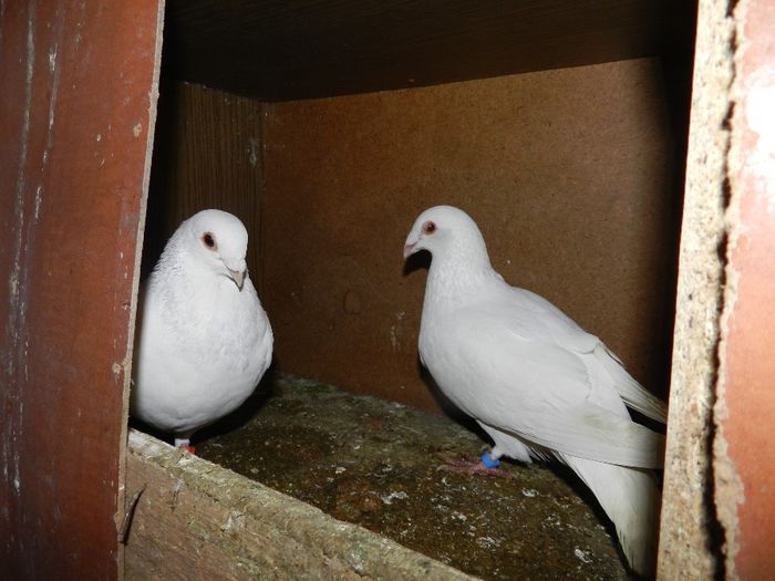 DSCN6924 - PORUMBEI