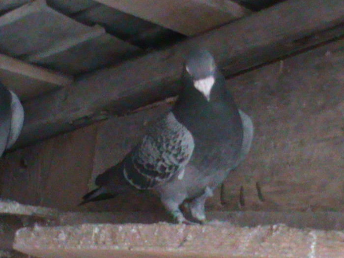 DSC00426; Marcellis natural
