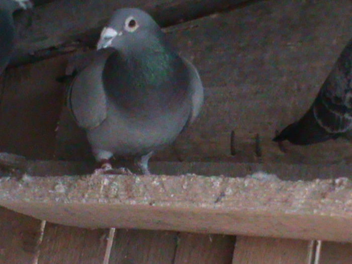 DSC00428; Gelu Vochin Jellema velden
