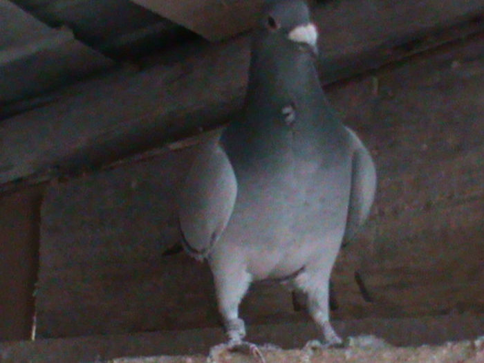 DSC00429; nepot Kom-Kom Festila Ioan


























































































k
