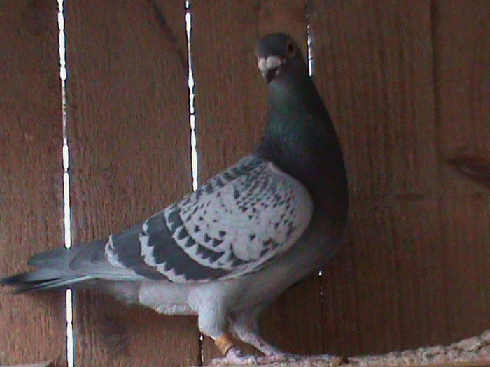 DSC00443; Festila Ioan



i
