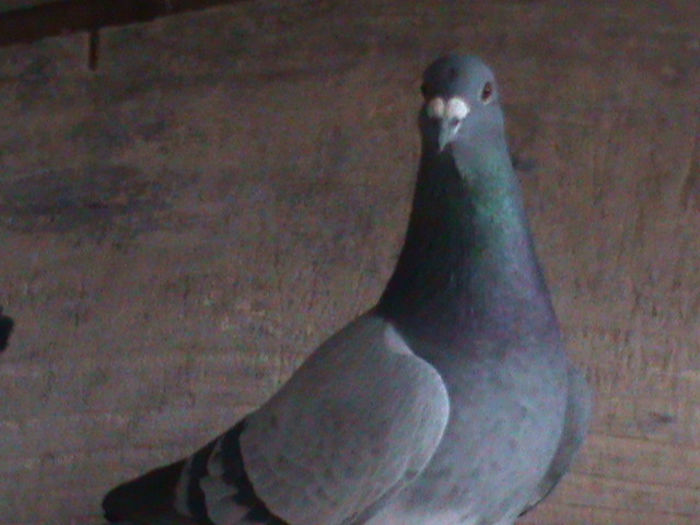 DSC00457; velden wegen
