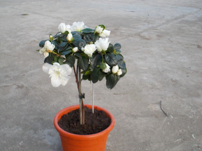 Azalea; Primita de Dragobete
